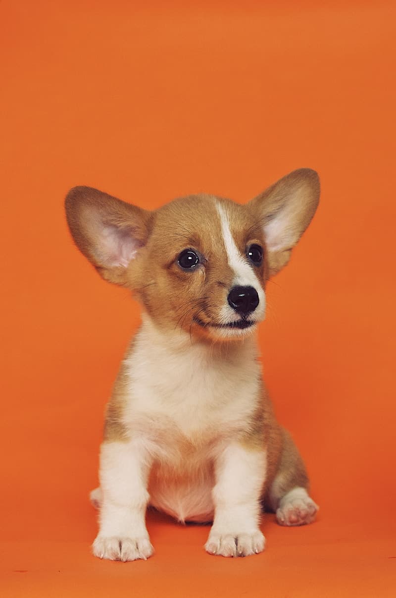 Corgi puppy